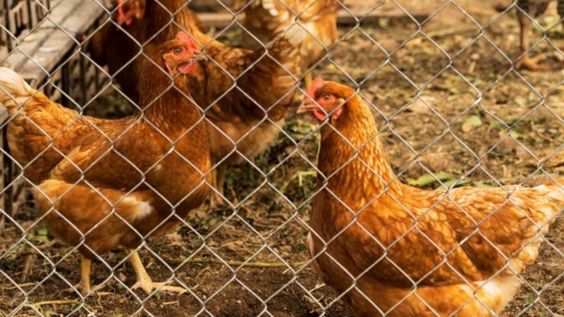 Tela de galinheiro de plástico: a solução ideal para proteger suas aves